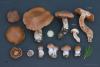 cortinarius-39_t1.jpg