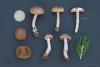 cortinarius-40_t1.jpg