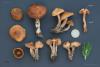 cortinarius-42_t1.jpg