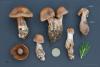 cortinarius-43_t1.jpg