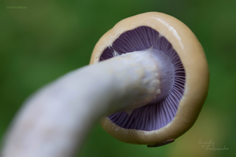 cortinarius-delibutus-03.jpg
