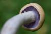 cortinarius-delibutus-03_t1.jpg