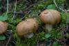 cortinarius-fulvoochrascens-01_t1.jpg
