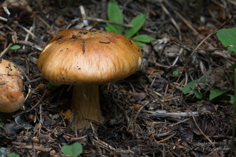 cortinarius-glaucopus-01.jpg