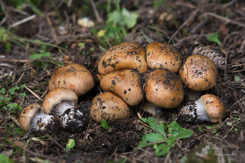 cortinarius-glaucopus-02.jpg