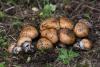 cortinarius-glaucopus-02_t1.jpg