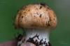 cortinarius-glaucopus-03_t1.jpg