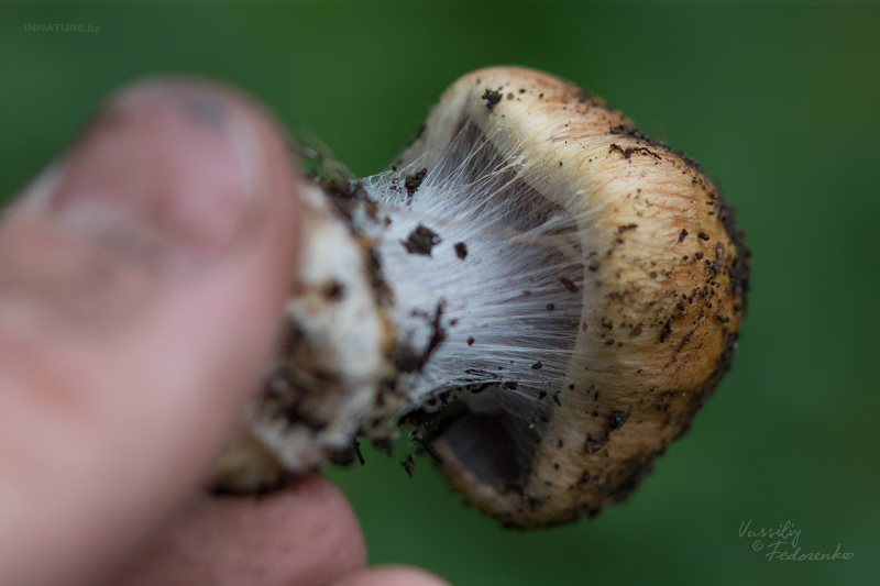 cortinarius-glaucopus-04.jpg