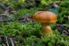 cortinarius-limonius-01_t1.jpg