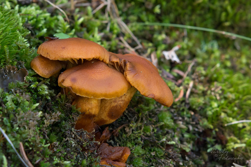 cortinarius-limonius-02.jpg