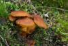 cortinarius-limonius-02_t1.jpg