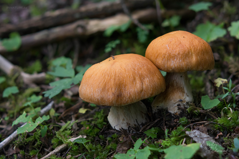 cortinarius-multiformis-01_1.jpg