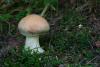 cortinarius-multiformis-01_t1.jpg