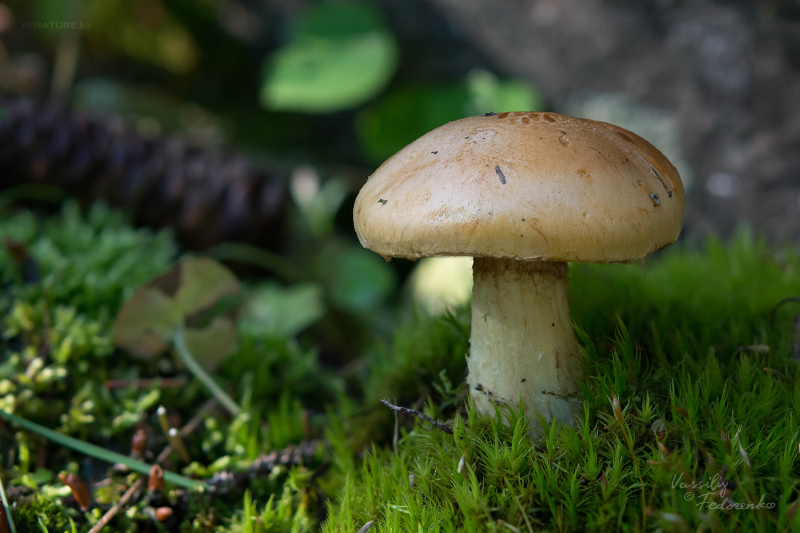 cortinarius-percomis-01_1.jpg