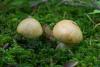 cortinarius-percomis-01_t1.jpg