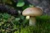 cortinarius-percomis-01_t1_1.jpg