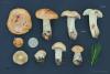 cortinarius-percomis-01_t1_2.jpg