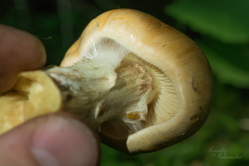 cortinarius-percomis-02.jpg