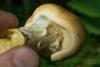 cortinarius-percomis-02_t1.jpg