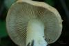 cortinarius-percomis-02_t1_1.jpg