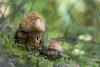cortinarius-trivialis-01_t1.jpg