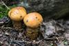 cortinarius-trivialis-01_t1_1.jpg