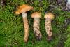 cortinarius-trivialis-02_t1.jpg