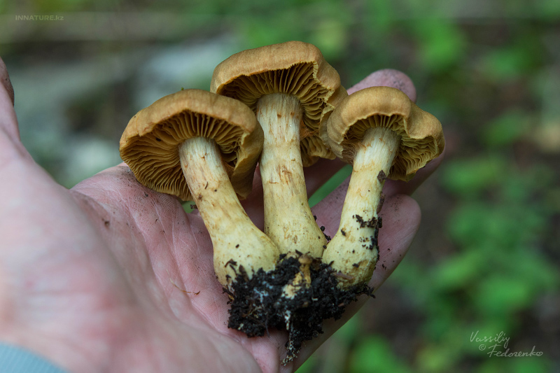 cortinarius_02.jpg