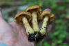 cortinarius_02_t1.jpg