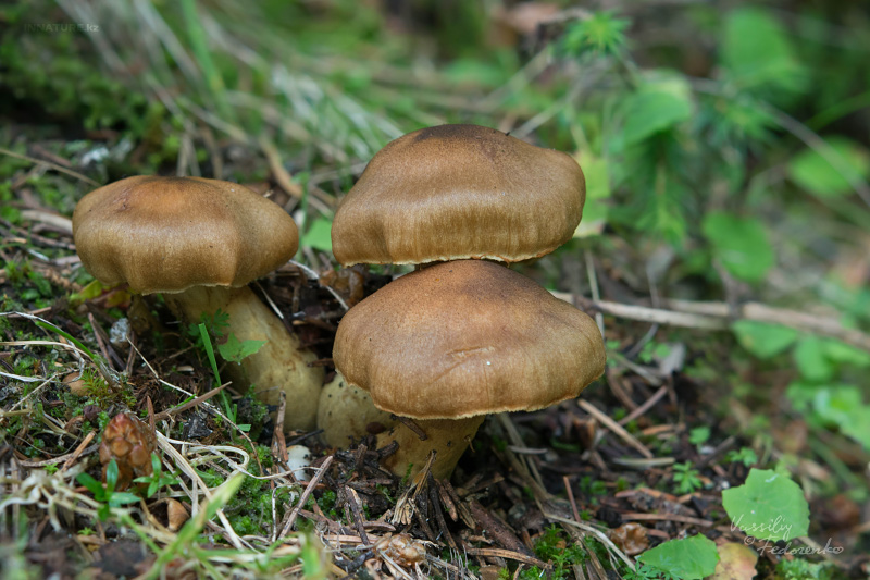 cortinarius_03.jpg