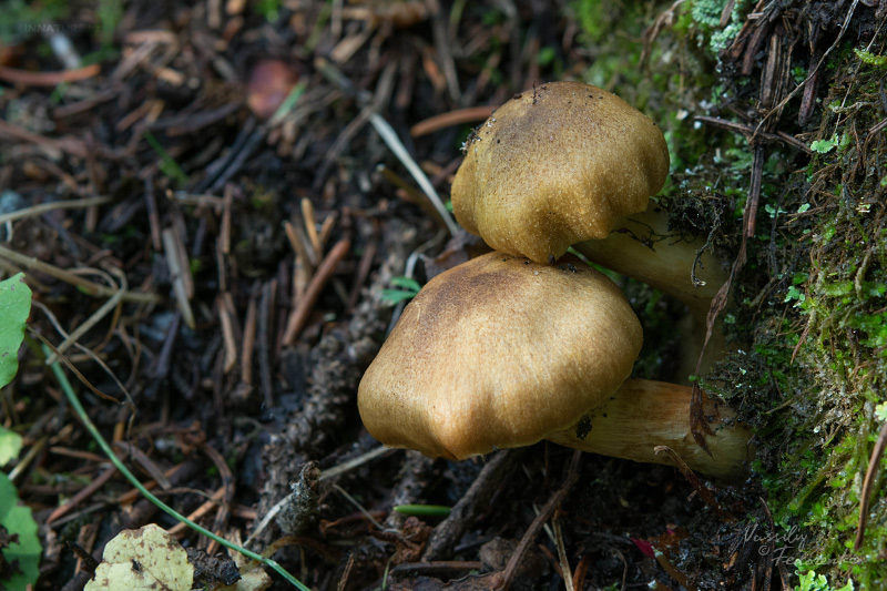 cortinarius_04.jpg