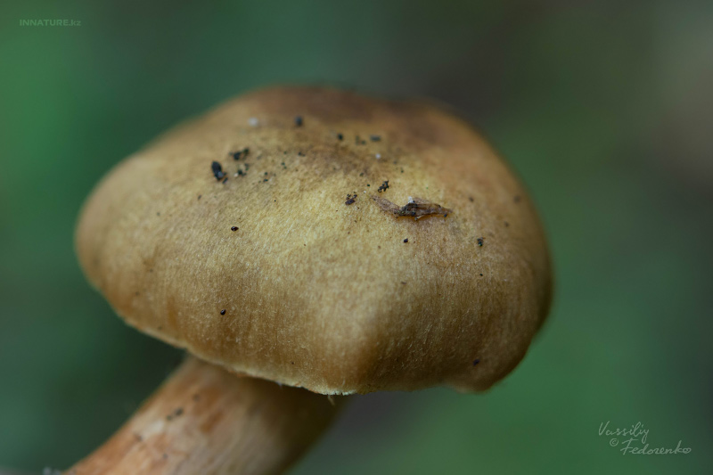 cortinarius_06.jpg
