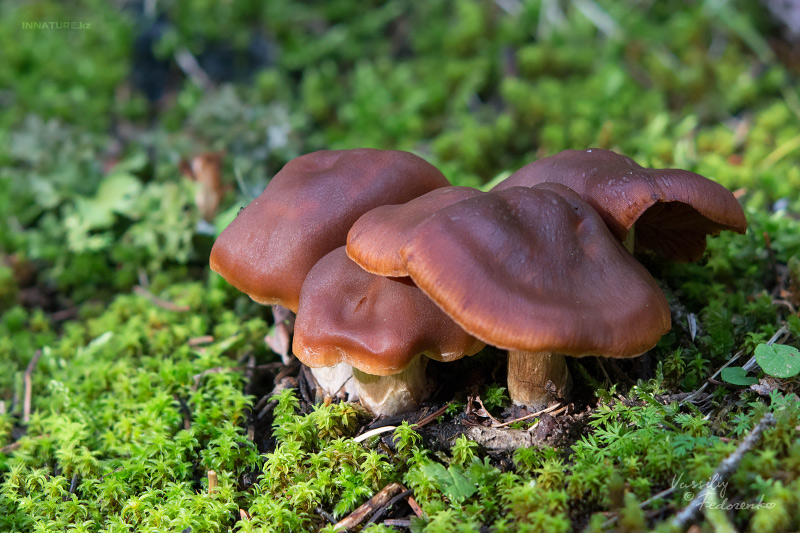 cortinarius_08.jpg