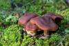 cortinarius_08_t1.jpg