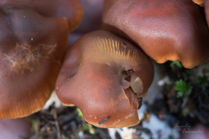 cortinarius_09.jpg