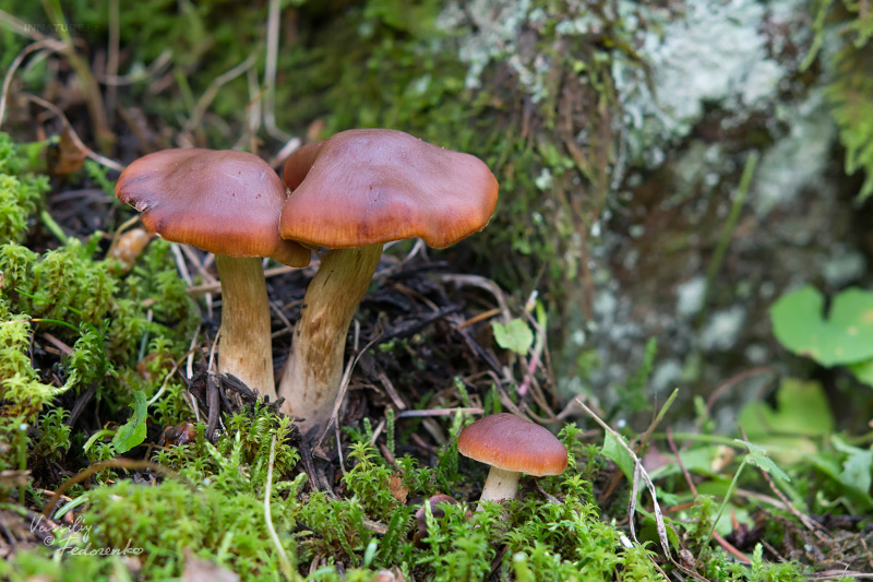 cortinarius_10.jpg
