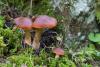 cortinarius_10_t1.jpg