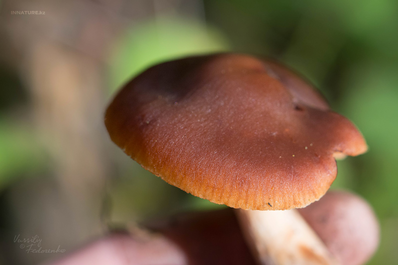 cortinarius_11.jpg