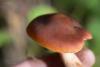 cortinarius_11_t1.jpg