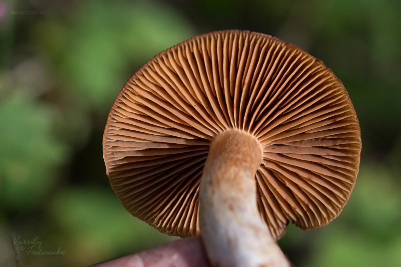 cortinarius_12.jpg