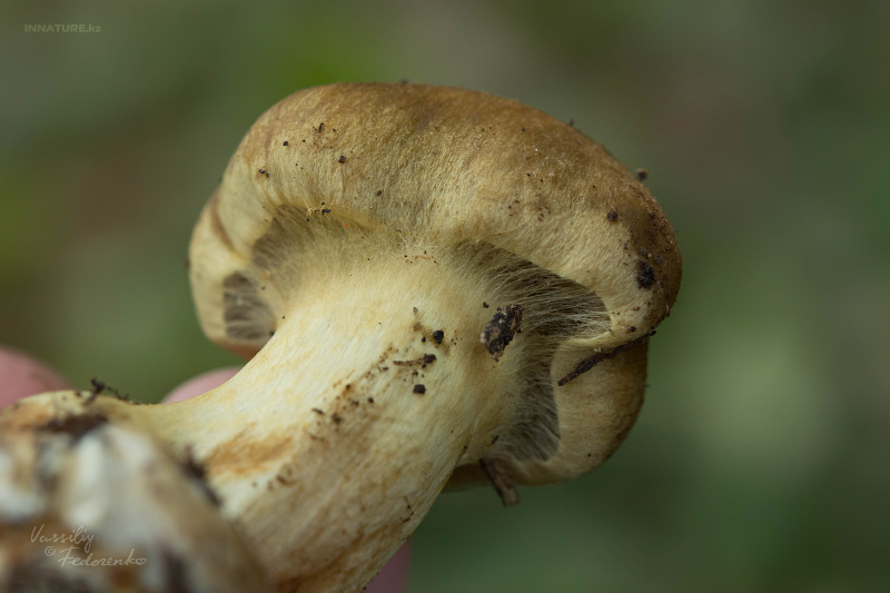 cortinarius_13.jpg