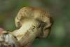 cortinarius_13_t1.jpg