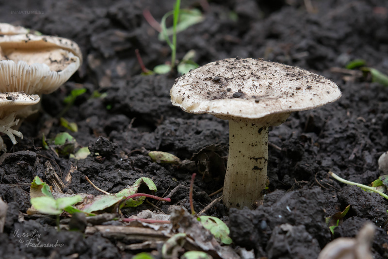 entoloma-01_2.jpg