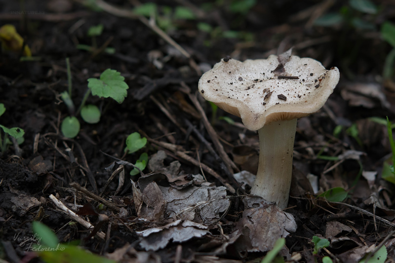 entoloma-03_1.jpg