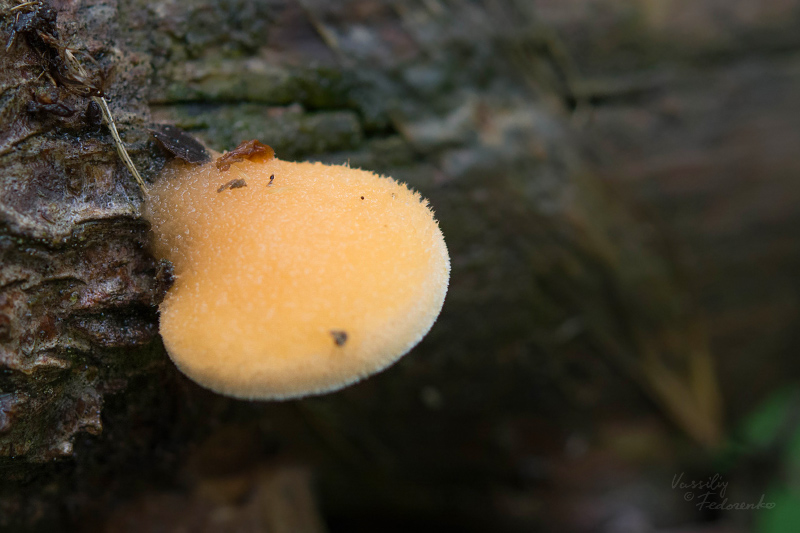 fungi-01_6.jpg