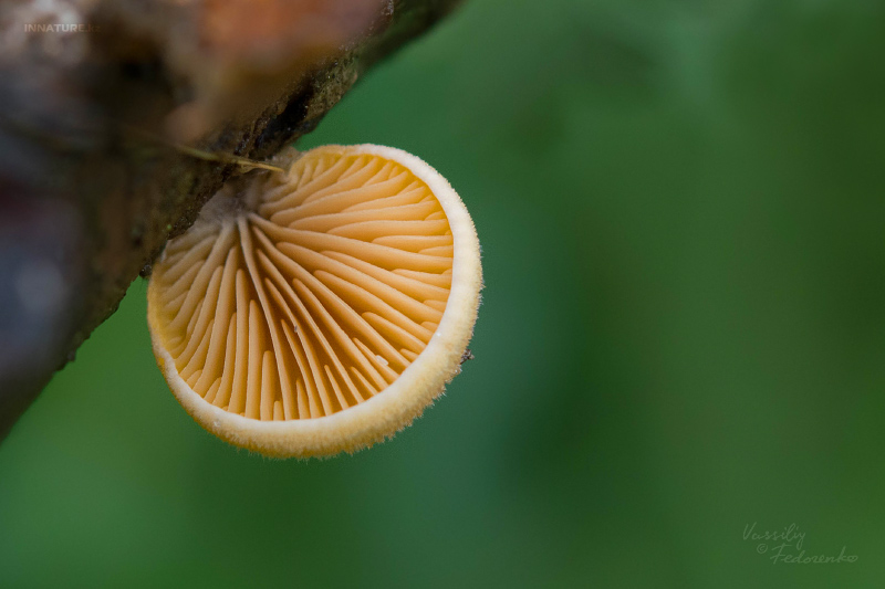 fungi-02_5.jpg
