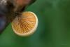 fungi-02_t1_5.jpg