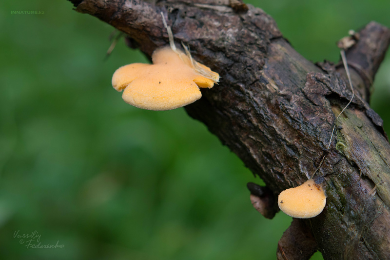 fungi-03_2.jpg