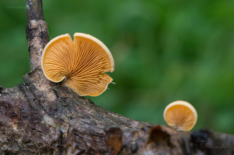 fungi-04_2.jpg