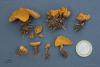 fungi-05_t1.jpg